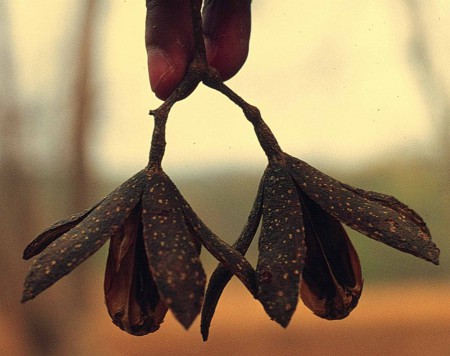 Fruto del Cedro Rosado