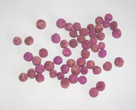 Semilla de Cedro Rosado