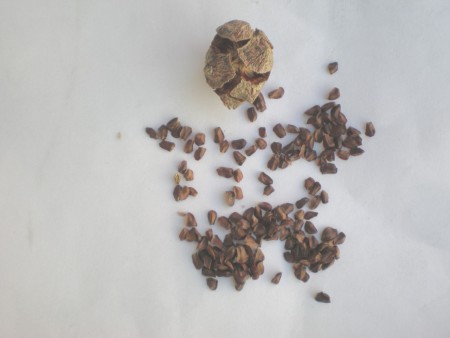 Semilla de Cedro Blanco
