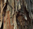/album/green-way/cedar-85560-640-jpg/